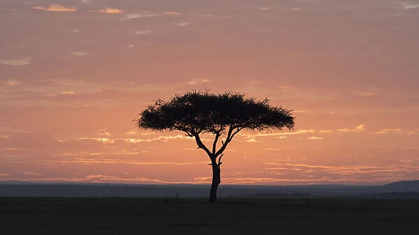 Africa, Kenya, Amboseli National Park. Sunrise backlights umbrella thorn acacia tree