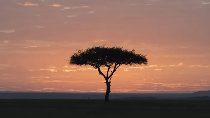 Framed Print : Africa, Kenya, Amboseli National Park. Sunrise backlights umbrella thorn acacia tree Framed Print : Africa, Kenya, Amboseli National Park. Sunrise backlights umbrella thorn acacia tree