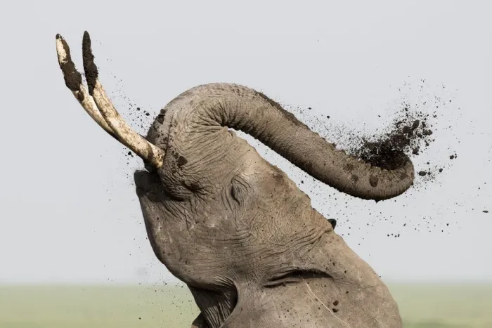 Framed Print : Africa, Kenya, Amboseli National Park. Elephant spraying mud sunscreen. Credit as Framed Print : Africa, Kenya, Amboseli National Park. Elephant spraying mud sunscreen. Credit as
