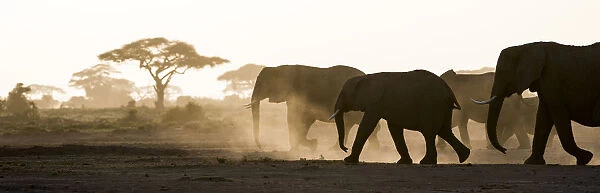 Africa, Kenya, Amboseli National Park. Backlit elephants on the march. Credit as