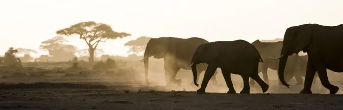 Framed Print : Africa, Kenya, Amboseli National Park. Backlit elephants on the march. Credit as Framed Print : Africa, Kenya, Amboseli National Park. Backlit elephants on the march. Credit as