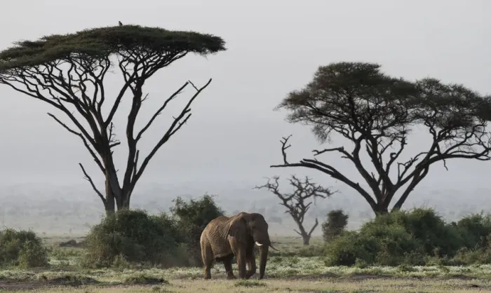 Framed Print : Africa, Kenya, Amboseli National Park. Elephant and umbrella thorn acacia trees. Credit as Framed Print : Africa, Kenya, Amboseli National Park. Elephant and umbrella thorn acacia trees. Credit as