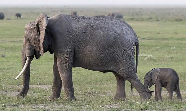 Africa, Kenya, Amboseli National Park. Mother elephant and baby walking. Credit as