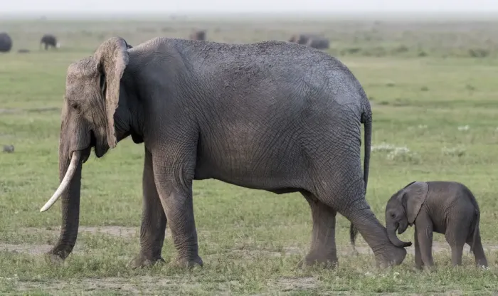 Framed Print : Africa, Kenya, Amboseli National Park. Mother elephant and baby walking. Credit as Framed Print : Africa, Kenya, Amboseli National Park. Mother elephant and baby walking. Credit as