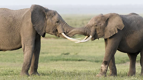 Africa, Kenya, Amboseli National Park. Elephants greeting
