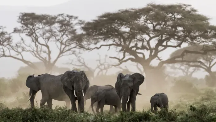 Framed Print : Africa, Kenya, Amboseli National Park. Elephants and umbrella thorn acacia trees Framed Print : Africa, Kenya, Amboseli National Park. Elephants and umbrella thorn acacia trees