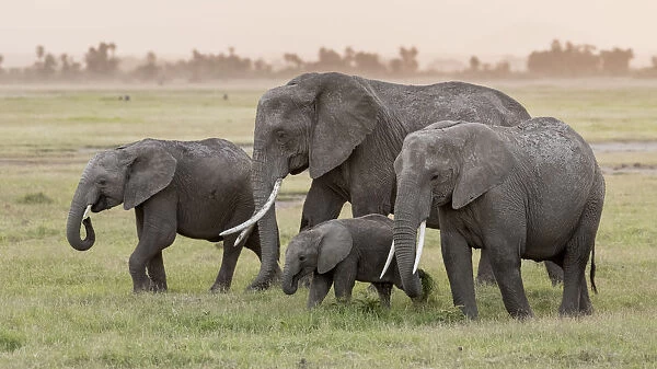 Africa, Kenya, Amboseli National Park. Elephants on the march