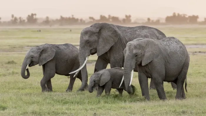 Framed Print : Africa, Kenya, Amboseli National Park. Elephants on the march