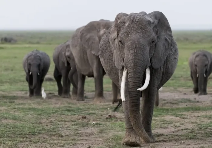 Framed Print : Africa, Kenya, Amboseli National Park. Elephants on the march Framed Print : Africa, Kenya, Amboseli National Park. Elephants on the march