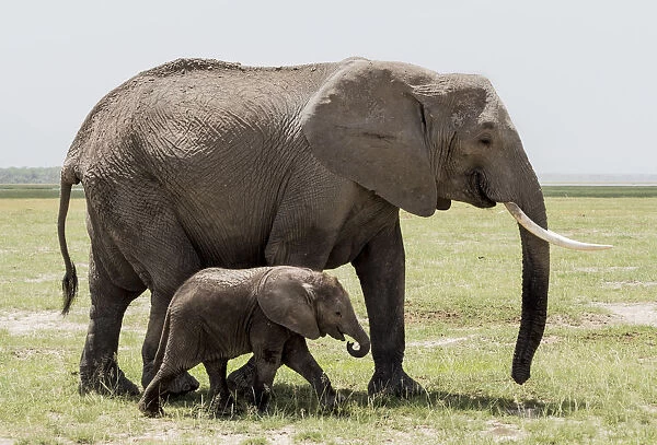 Africa, Kenya, Amboseli National Park. Mother elephant and baby walking. Credit as