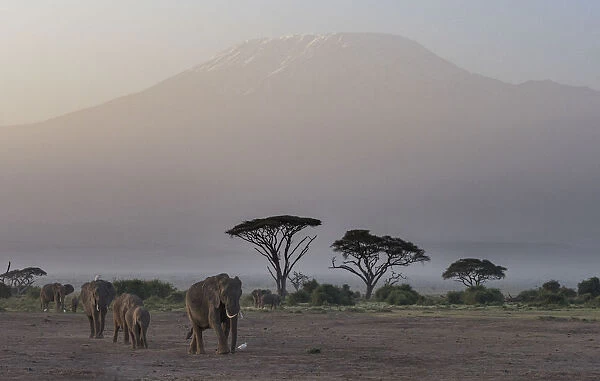 Africa, Kenya, Amboseli National Park. Elephants and umbrella thorn acacia trees