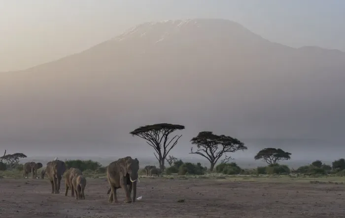 Framed Print : Africa, Kenya, Amboseli National Park. Elephants and umbrella thorn acacia trees Framed Print : Africa, Kenya, Amboseli National Park. Elephants and umbrella thorn acacia trees