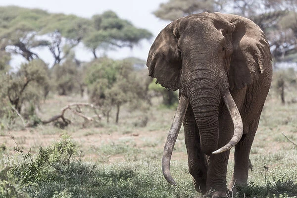 Africa, Kenya, Amboseli National Park. Elephant walking