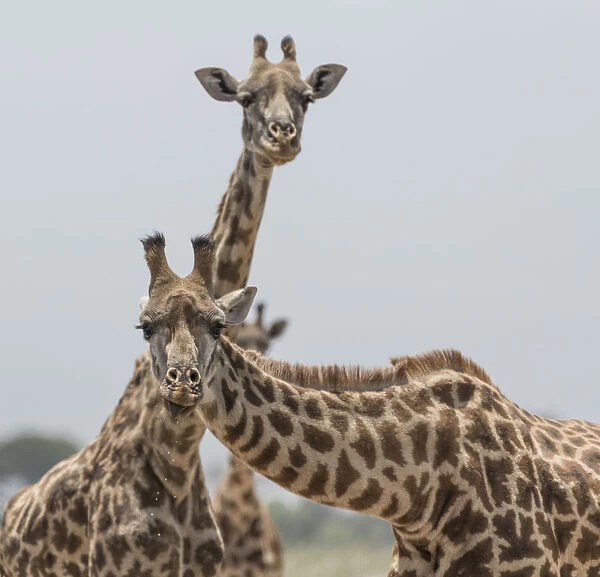 Africa, Kenya, Amboseli National Park. Close-up of giraffes