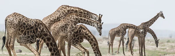 Africa, Kenya, Amboseli National Park. Close-up of giraffes drinking