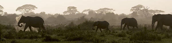 Africa, Kenya, Amboseli National Park. Elephants backlit at sunset