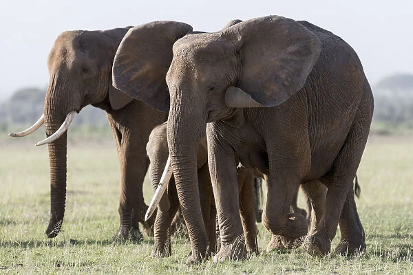 Africa, Kenya, Amboseli National Park. Close-up of elephants walking