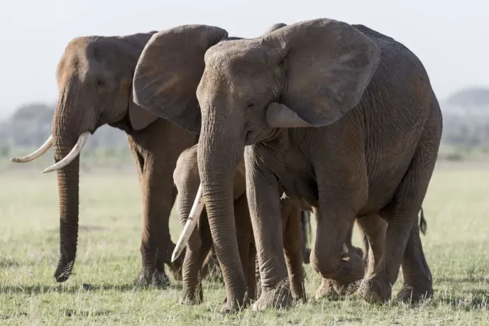 Framed Print : Africa, Kenya, Amboseli National Park. Close-up of elephants walking Framed Print : Africa, Kenya, Amboseli National Park. Close-up of elephants walking