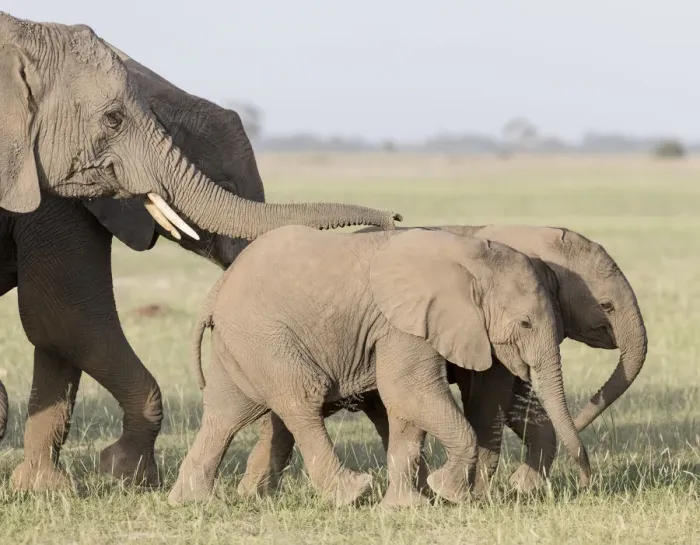 Framed Print : Africa, Kenya, Amboseli National Park. Close-up of elephants walking