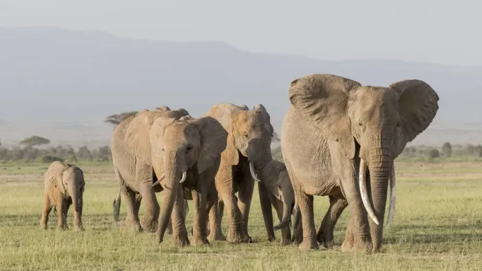 Framed Print : Africa, Kenya, Amboseli National Park. Elephants on the march Framed Print : Africa, Kenya, Amboseli National Park. Elephants on the march
