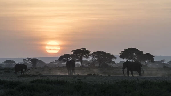 Africa, Kenya, Amboseli National Park. Elephants and umbrella thorn acacia trees