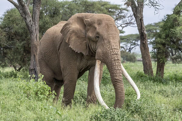 Africa, Kenya, Amboseli National Park. Close-up of elephant
