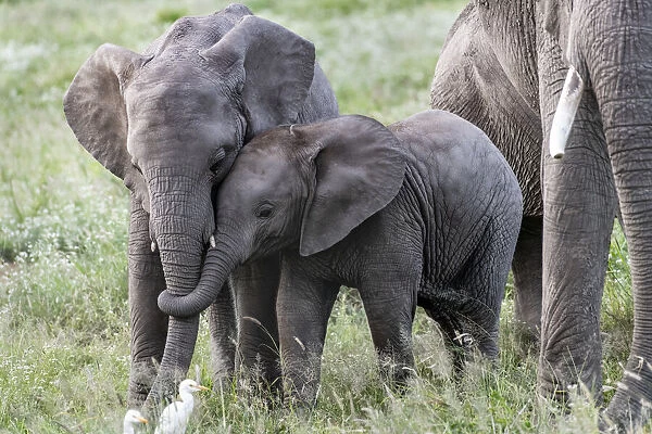 Africa, Kenya, Amboseli National Park. Close-up of juvenile elephant