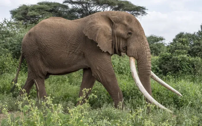 Framed Print : Africa, Kenya, Amboseli National Park. Close-up of walking elephant Framed Print : Africa, Kenya, Amboseli National Park. Close-up of walking elephant