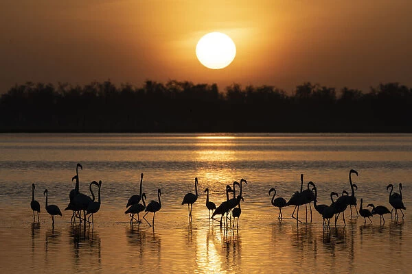 Africa, Kenya, Amboseli National Park. Greater flamingos in water at sunrise