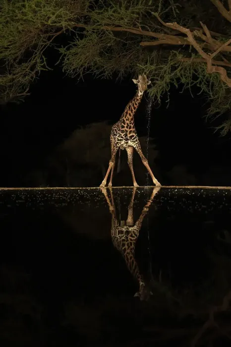 Framed Print : Africa, Kenya, Amboseli National Park. Giraffe at waterhole at night Framed Print : Africa, Kenya, Amboseli National Park. Giraffe at waterhole at night