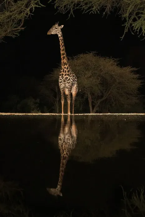 Framed Print : Africa, Kenya, Amboseli National Park. Giraffe at waterhole at night