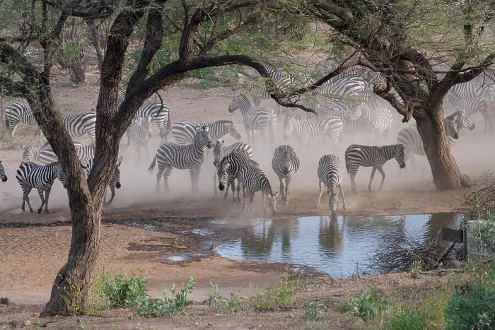 Framed Print : Africa, Kenya, Amboseli National Park. Zebras at waterhole