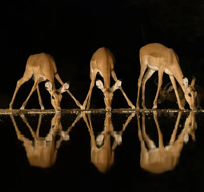 Framed Print : Africa, Kenya, Amboseli National Park. Impalas drinking at waterhole at night Framed Print : Africa, Kenya, Amboseli National Park. Impalas drinking at waterhole at night