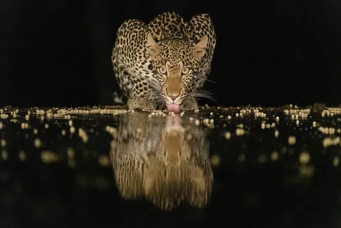 Framed Print : Africa, Kenya, Amboseli National Park. Leopard drinking at waterhole at night Framed Print : Africa, Kenya, Amboseli National Park. Leopard drinking at waterhole at night