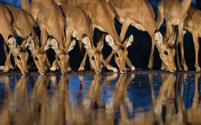 Framed Print : Africa, Kenya, Amboseli National Park. Impalas drinking at waterhole at night Framed Print : Africa, Kenya, Amboseli National Park. Impalas drinking at waterhole at night