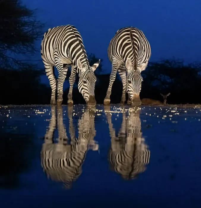 Framed Print : Africa, Kenya, Amboseli National Park. Zebras drinking at waterhole at night Framed Print : Africa, Kenya, Amboseli National Park. Zebras drinking at waterhole at night