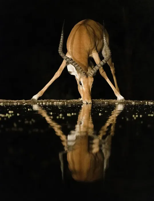 Framed Print : Africa, Kenya, Amboseli National Park. Impala drinking at waterhole at night Framed Print : Africa, Kenya, Amboseli National Park. Impala drinking at waterhole at night