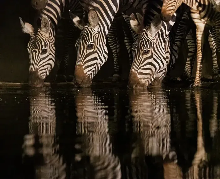 Framed Print : Africa, Kenya, Amboseli National Park. Zebras drinking at waterhole at night Framed Print : Africa, Kenya, Amboseli National Park. Zebras drinking at waterhole at night