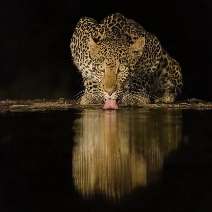 Framed Print : Africa, Kenya, Amboseli National Park. Leopard drinking at waterhole at night Framed Print : Africa, Kenya, Amboseli National Park. Leopard drinking at waterhole at night