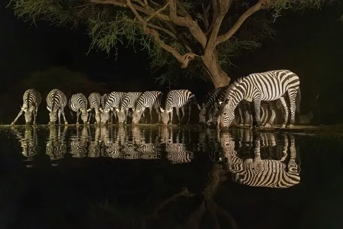 Framed Print : Africa, Kenya, Amboseli National Park. Zebras drinking at waterhole at night Framed Print : Africa, Kenya, Amboseli National Park. Zebras drinking at waterhole at night