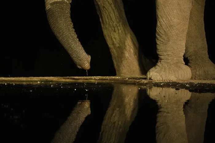 Framed Print : Africa, Kenya, Amboseli National Park. Elephant drinking at waterhole at night Framed Print : Africa, Kenya, Amboseli National Park. Elephant drinking at waterhole at night