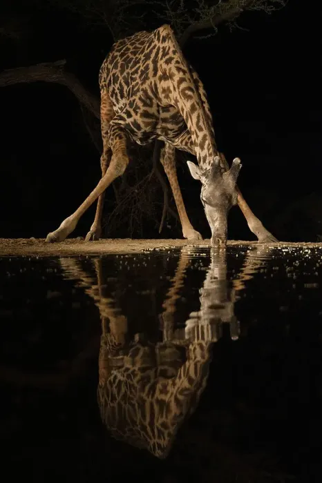 Framed Print : Africa, Kenya, Amboseli National Park. Giraffe drinking at waterhole at night Framed Print : Africa, Kenya, Amboseli National Park. Giraffe drinking at waterhole at night