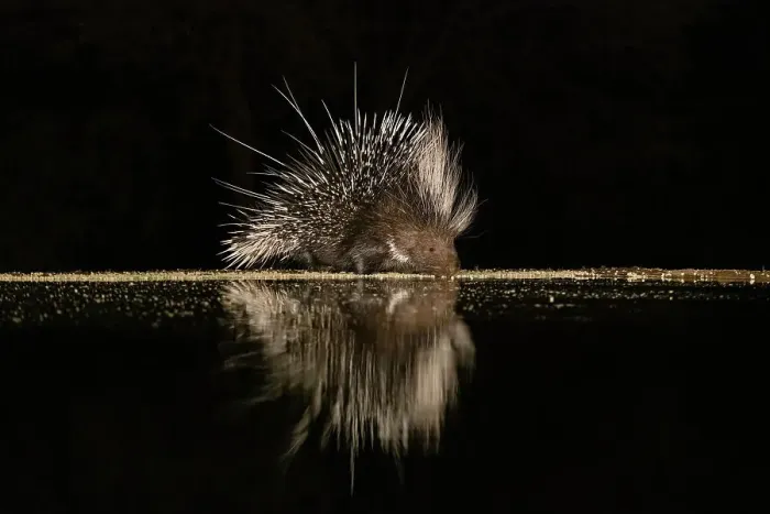 Framed Print : Africa, Kenya, Amboseli National Park. Porcupine drinking at waterhole at night Framed Print : Africa, Kenya, Amboseli National Park. Porcupine drinking at waterhole at night