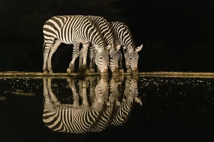 Framed Print : Africa, Kenya, Amboseli National Park. Zebras drinking at waterhole at night