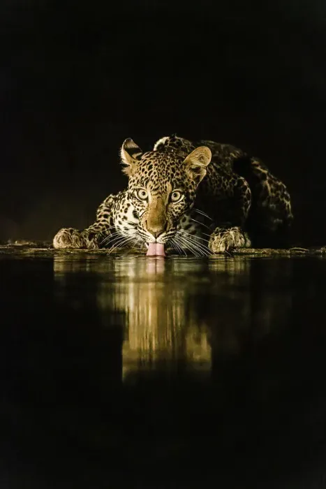 Framed Print : Africa, Kenya, Amboseli National Park. Leopard drinking at waterhole at night