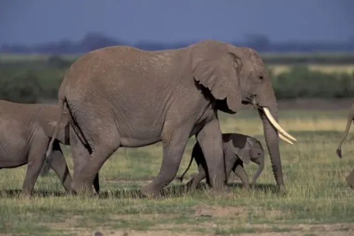Framed Print : Africa, Kenya, Amboseli National Park. African Elephant
