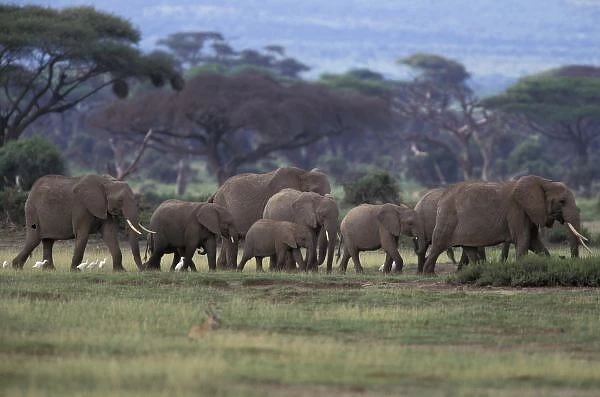 Africa, Kenya, Amboseli National Park. African Elephants