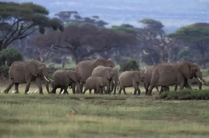 Framed Print : Africa, Kenya, Amboseli National Park. African Elephants Framed Print : Africa, Kenya, Amboseli National Park. African Elephants