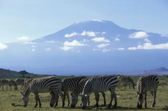 Framed Print : Africa, Kenya, Amboseli National Park, Herd of Plains Zebra (Equus burchelli) feeding Framed Print : Africa, Kenya, Amboseli National Park, Herd of Plains Zebra (Equus burchelli) feeding