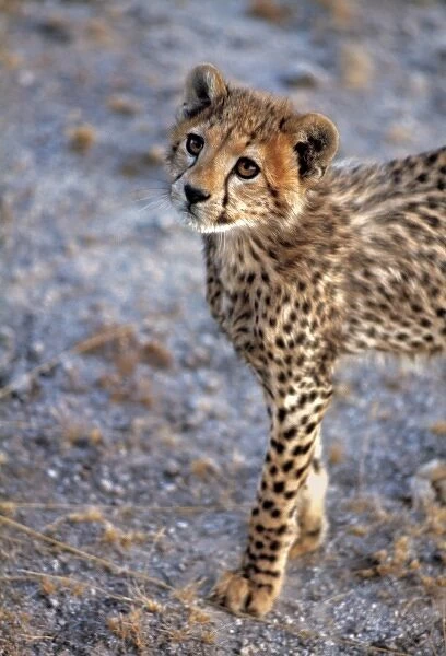 Africa, Kenya, Amboseli NP. A cheetah cub stands still, for just a moment, in Amboseli